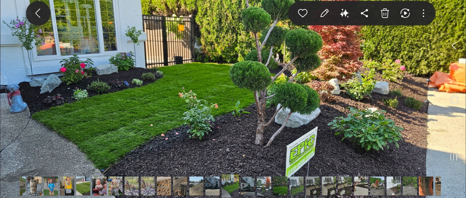 Fresh green lawn surrounded by dark mulch, flowering plants, stone accents, and a sculpted evergreen